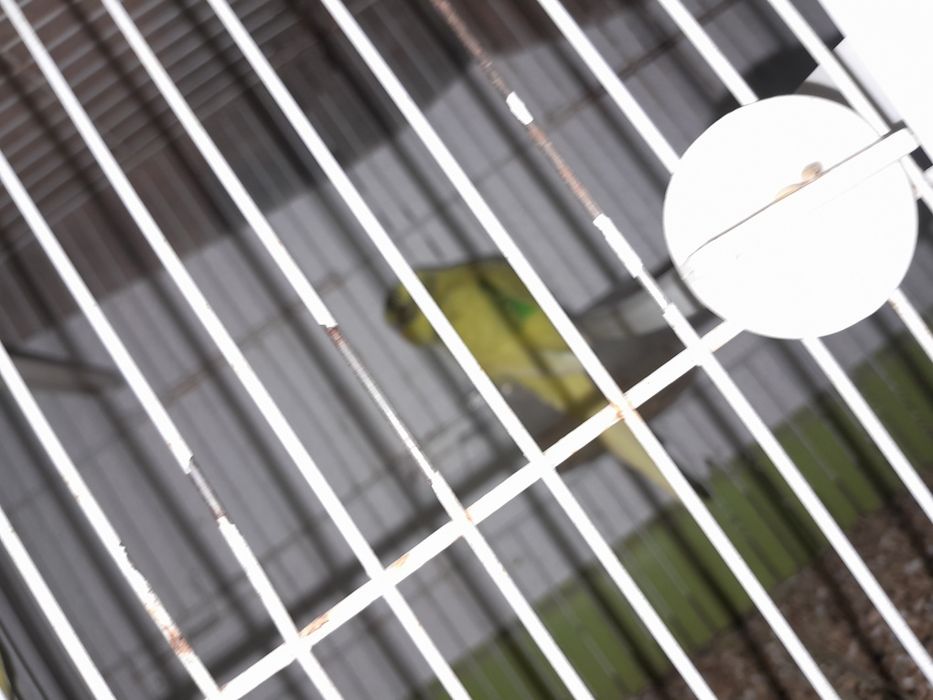 Piriquito  australiano para trocar por canario