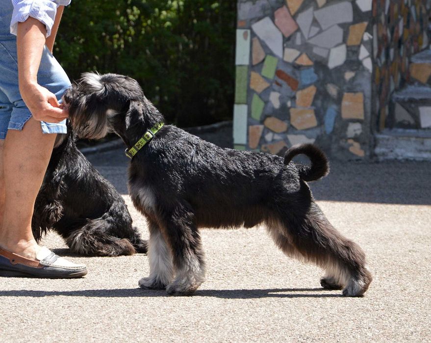 Цвергшнауцер. Чорний зі сріблом. Male .