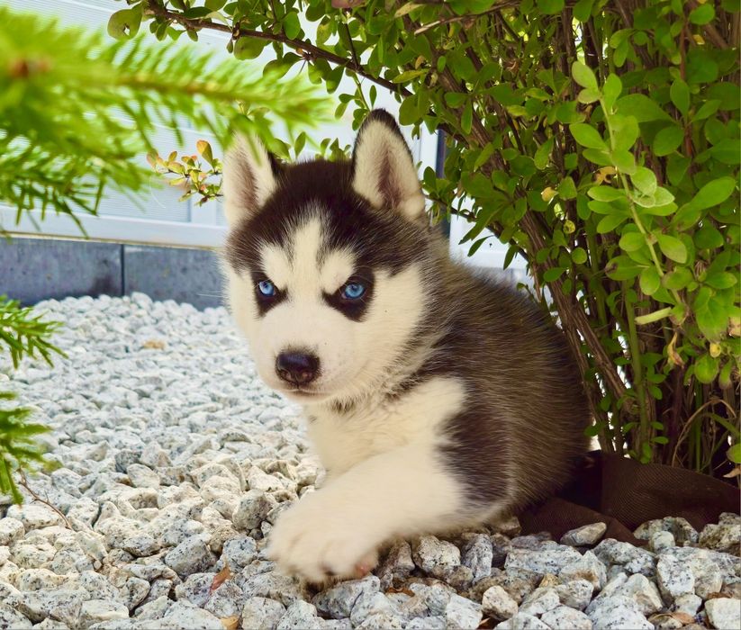 Szczeniak Siberian Husky rodowód ZKwP FCI Champion Puppy Pedigree