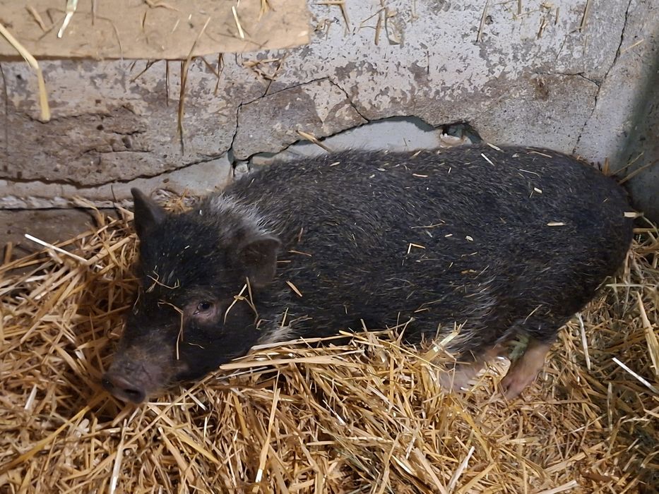 Świnka wietnamska maciorka