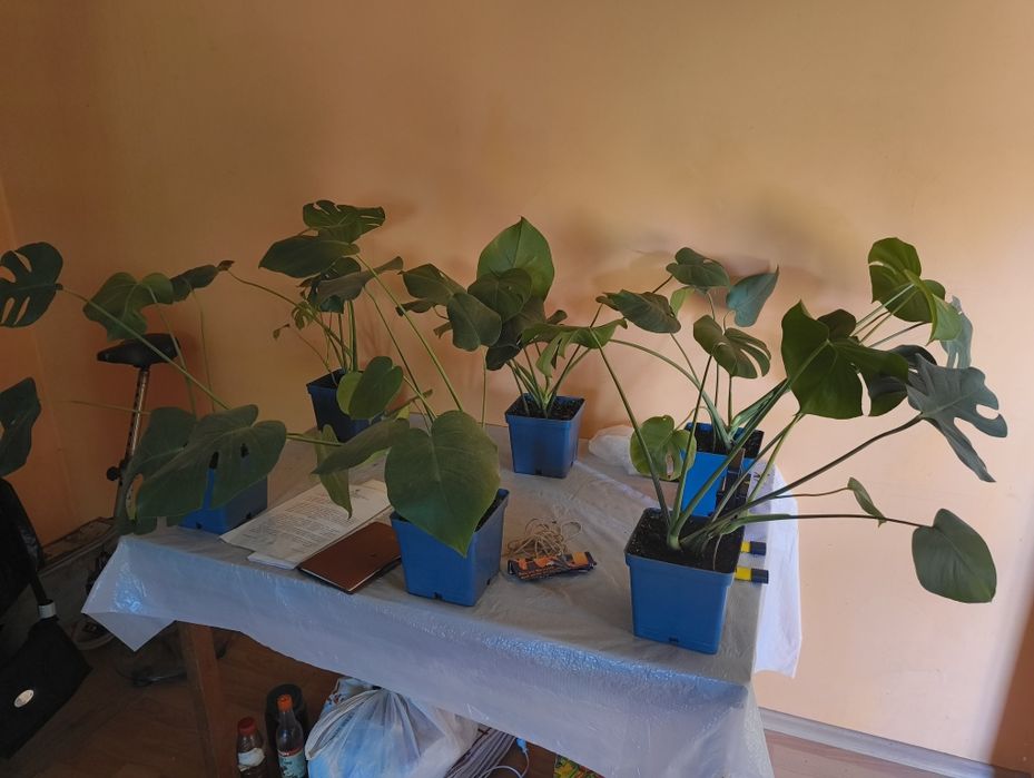 Монстера Фікус Бенджаміна Вазон