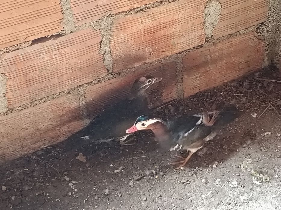 Casal de patos mandarim