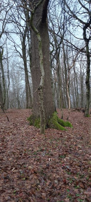 Las na sprzedaż Wyslanka