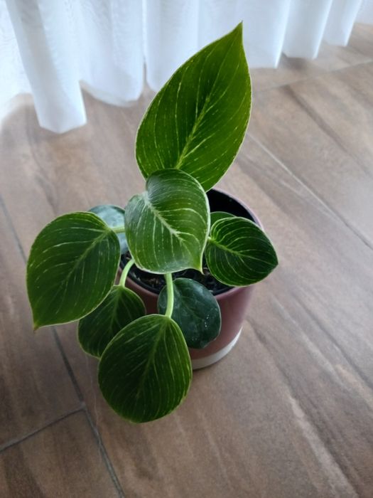 Philodendron z domowych nadwyzek