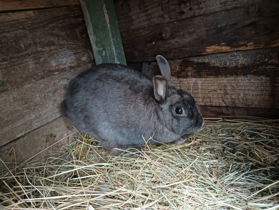 Króliki miniaturki