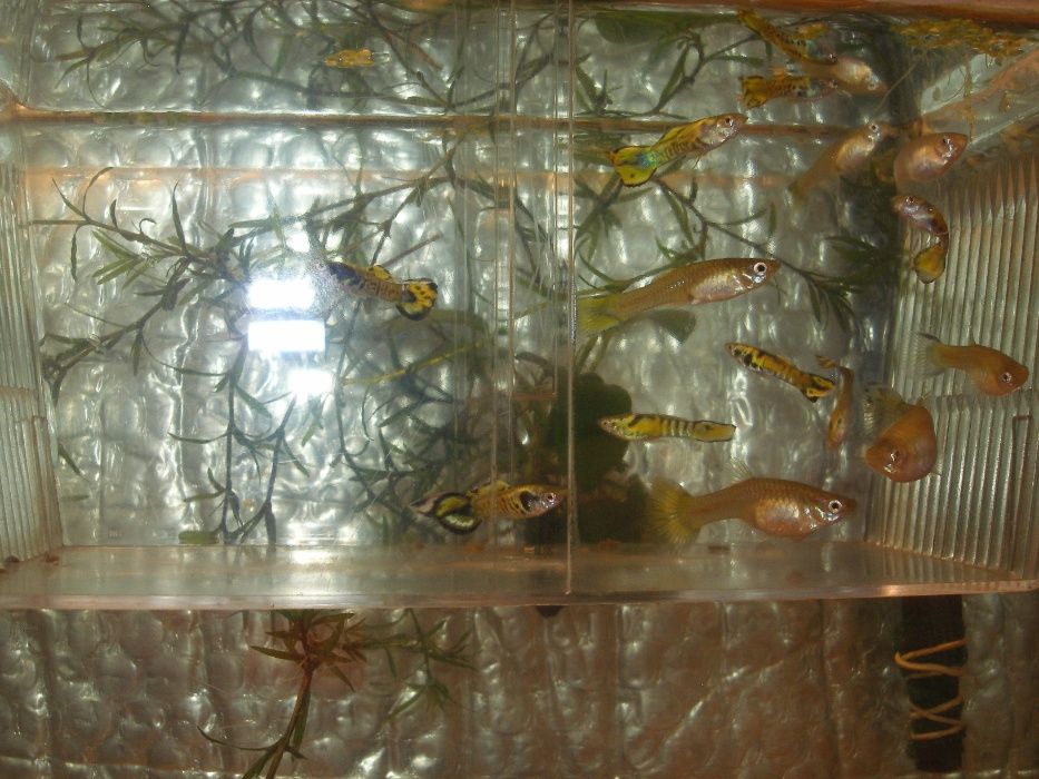 Gupiki Endlera - Yellow-Tiger[promocja]