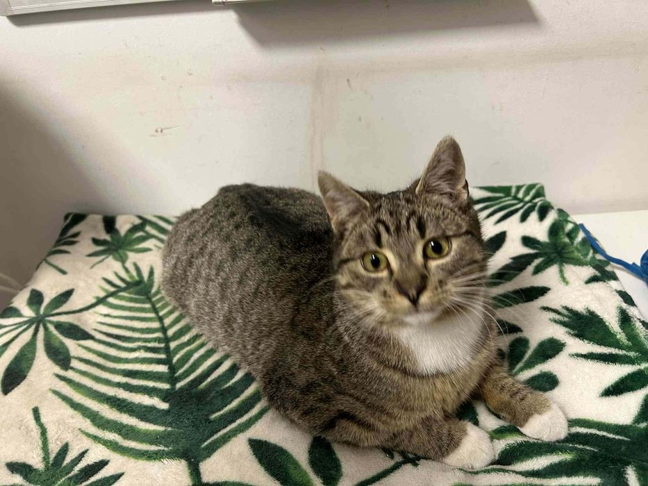 Kot kotek kotka do adopcji