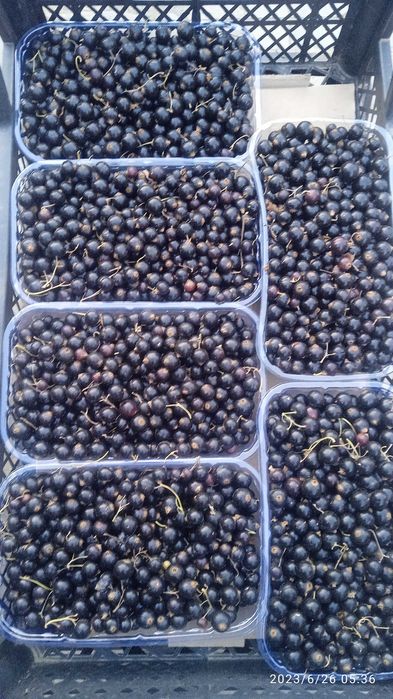 Продам саджанці смородини