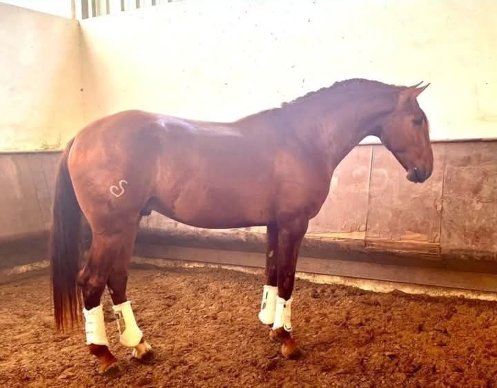 Cavalo  lusitano