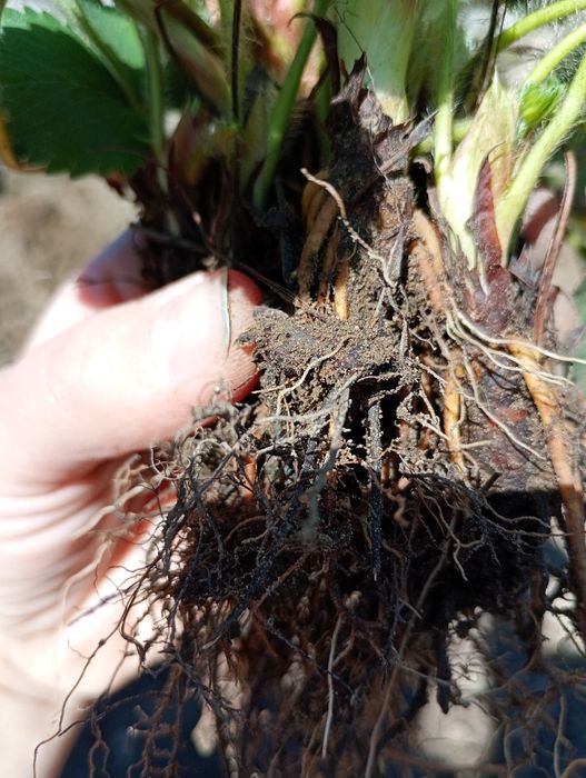 Саджанці полуниці Альба