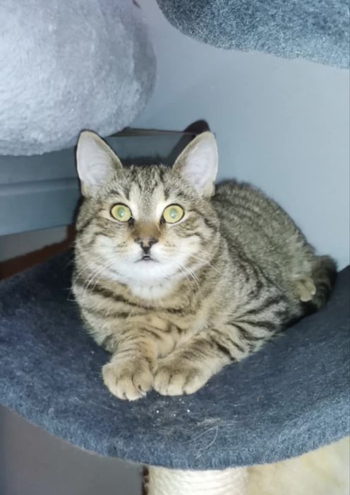 Farfocel - piękny kocurek szuka domu!