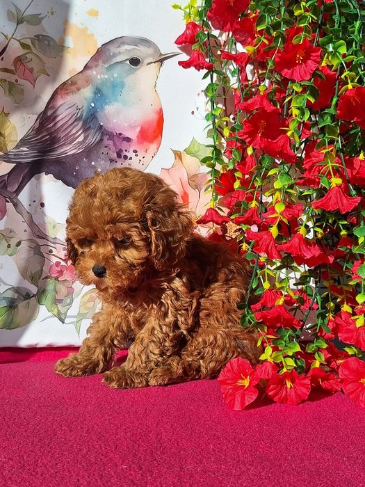 Cavapoo Red Brown z certyfikatem i paszportem
