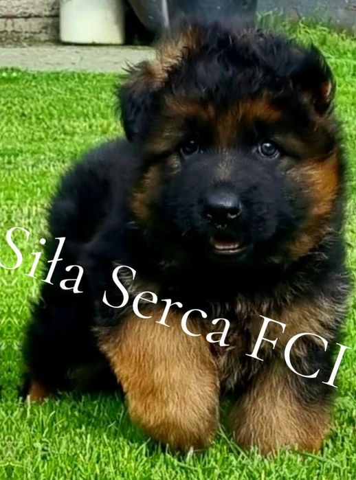 Owczarek niemiecki długowłosy FCI ZkwP