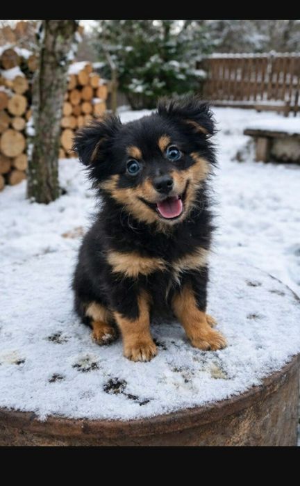 Собачка 3 місяці