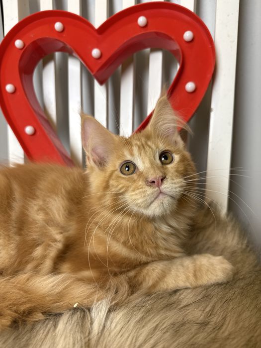 Jamal XL of Coty Coli