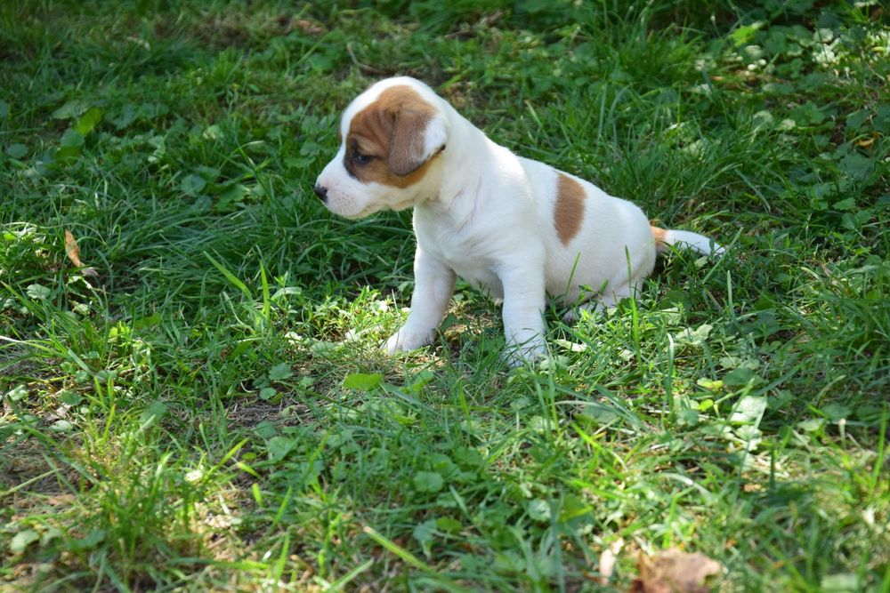 Jack Russell terrier pies