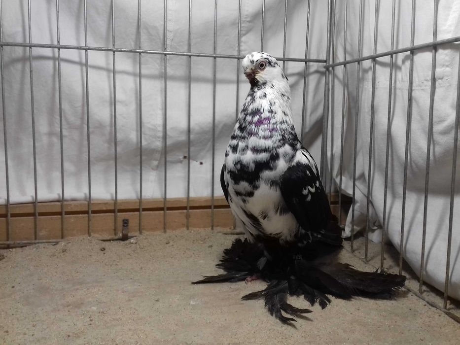 Motyl motyle samica z 2022 gołębie ozdobne