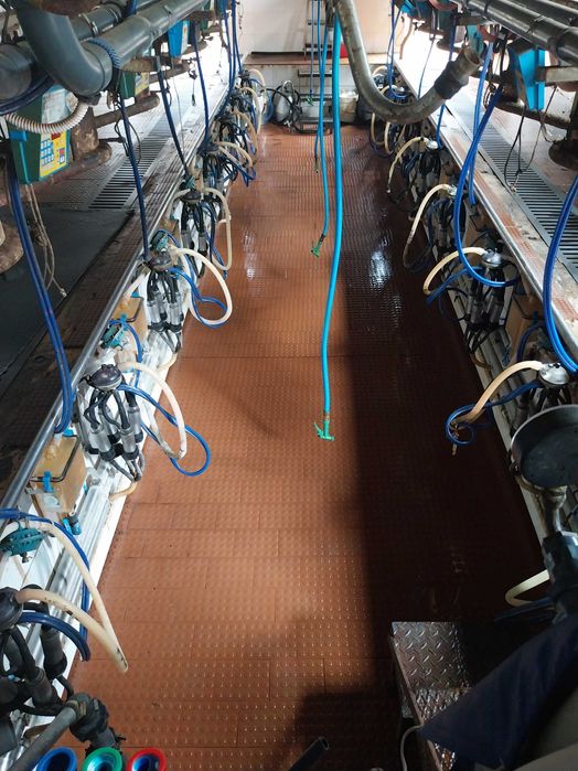 CORNADIS SAFETY AJUSTÁVEIS, sala de ordenha Fullwood,Tanques Leite,