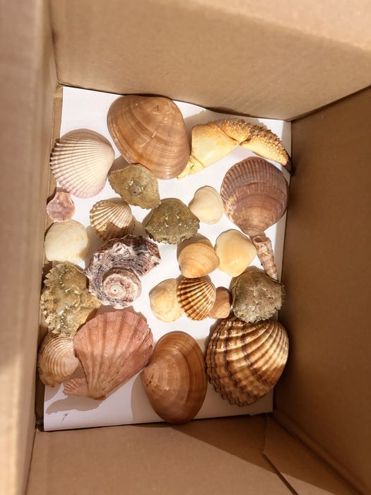 Zestaw muszli do dekoracji