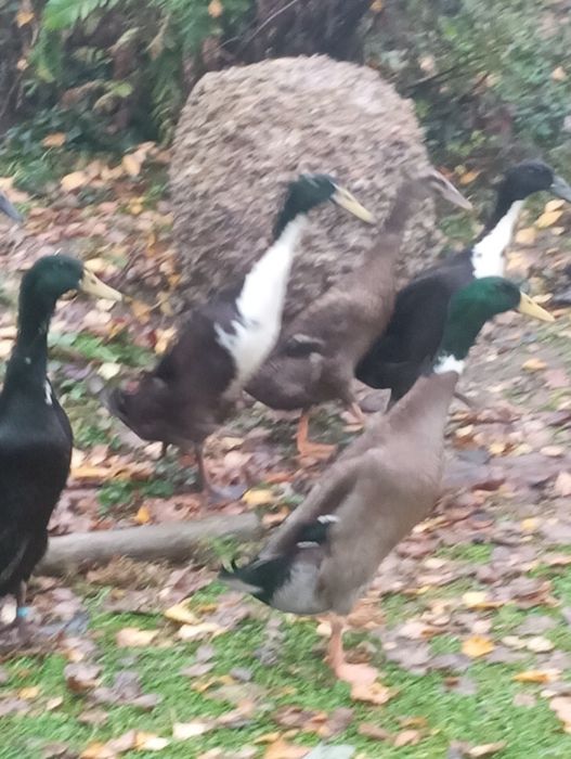 Kaczki biegusy indyjskie samce