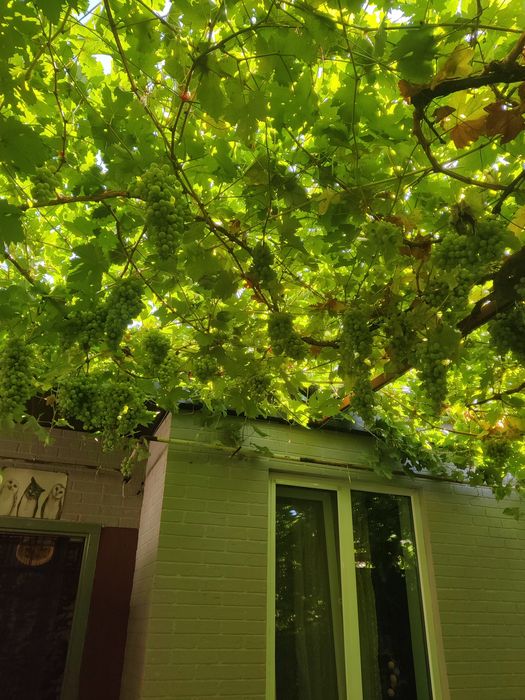 Сдам дом  Французский бульвар.СВЕТ Есть Всегда