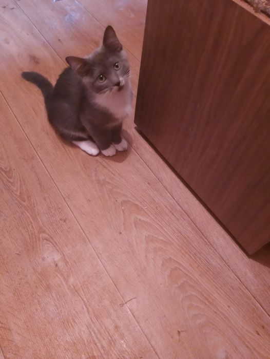 продам котят шиншиллы