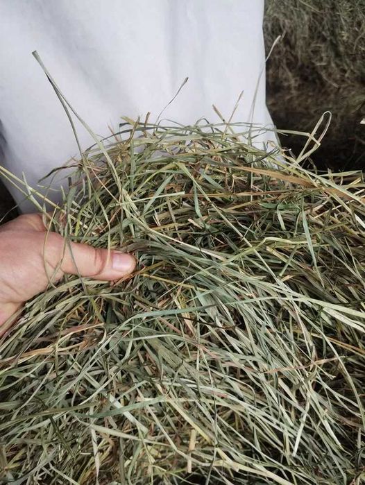 5kg sianko dla królików i gryzoni " MŁODSZE SIOSTRY " suszone naturalnie " BOROWIK "