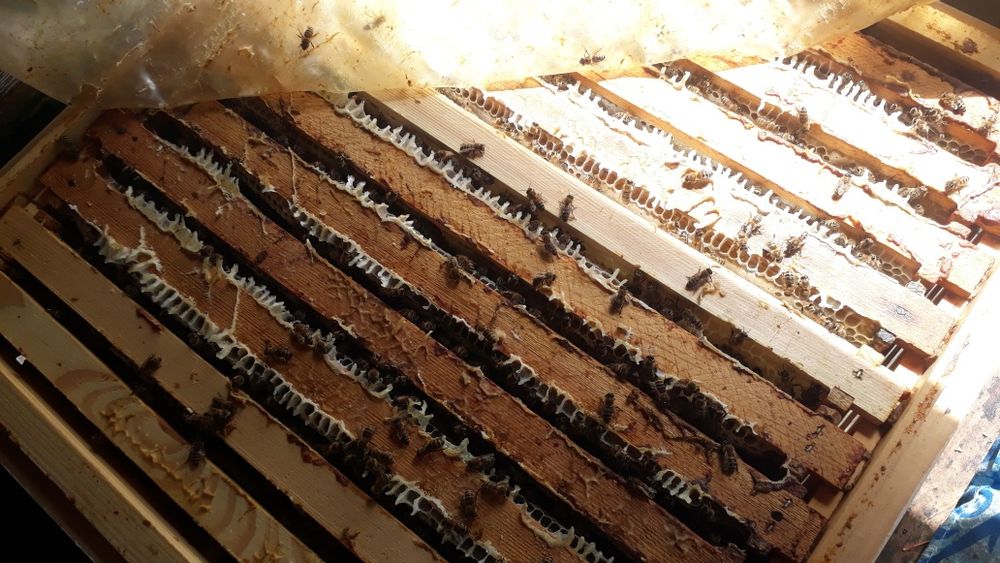 F1 бджоломатки,матки пчеломатки плідні італійки кордован