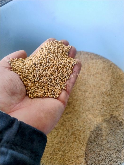 Proso z Certyfikatem !  Kwalifikowane ziarno... Możliwa wysyłka!