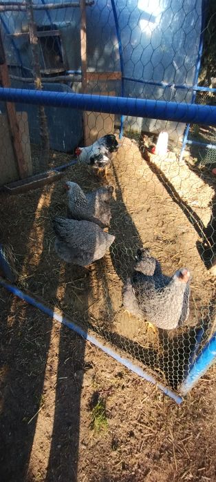 Wyandotte srebrnołuskowana olbrzymia jaja, jajka lęgowe.