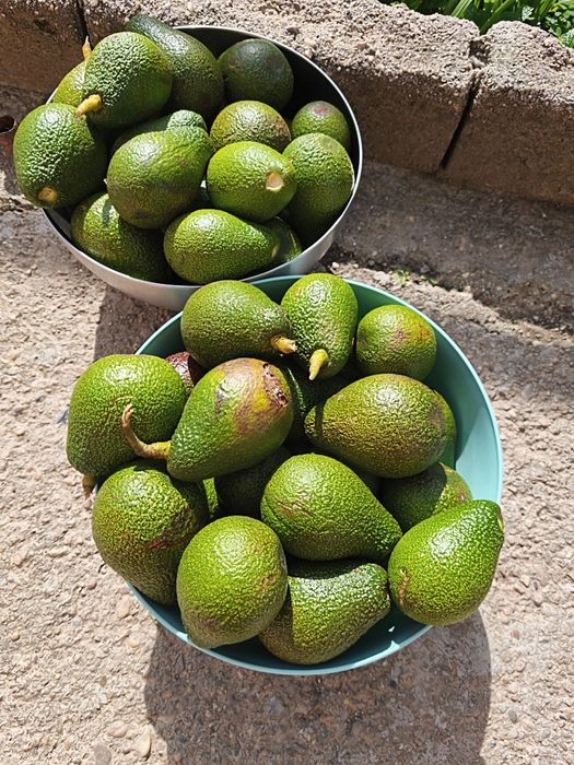 Pêra Abacate biológico