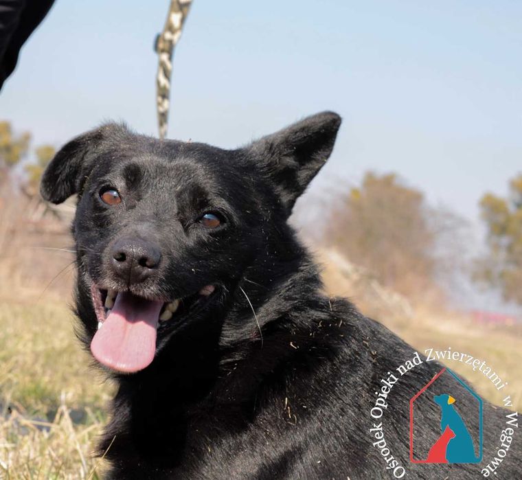 Psiekochany, nieduży, bardzo zabiega o uwagę i miłość człowieka