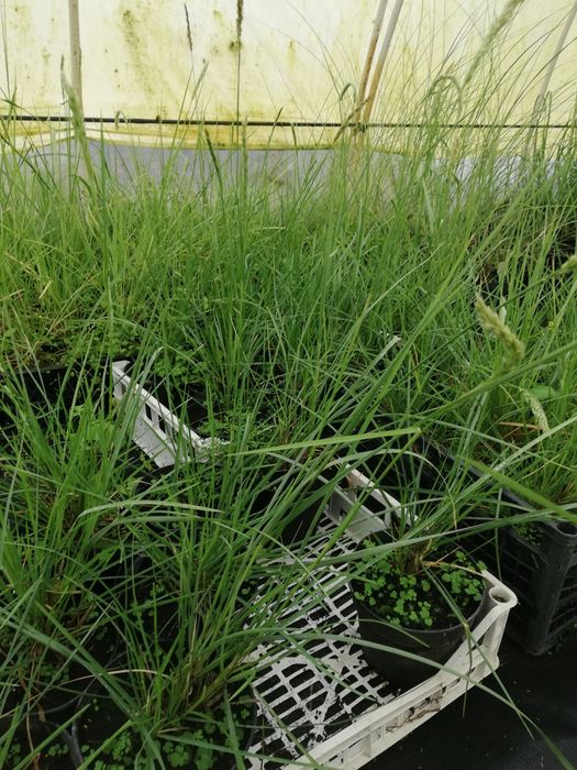 Trawa Sesleria jesienna