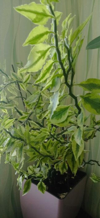 Продам   кімнатні рослини