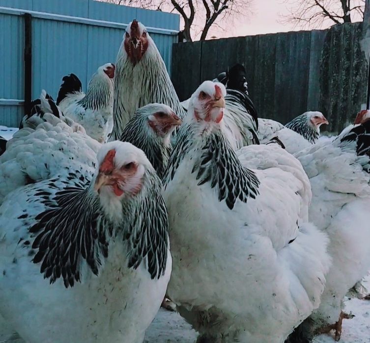 Продам инкубационное яйцо курей породы Брама светлая (Колумбия)