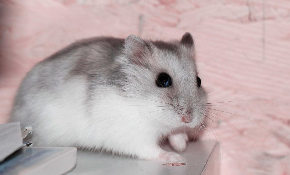 Джунгарики, хомячки, хомячата, хомяки джунгарские, карликовые, хомяк