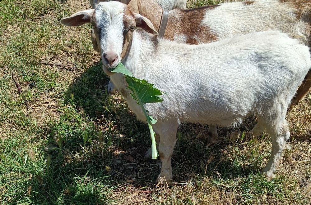 Cabrito - mocho - raça grande