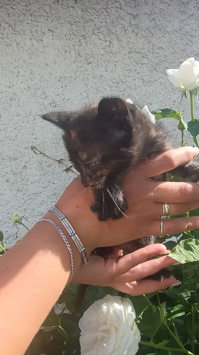 Шукають люблячих господарів чарівні кошенята!