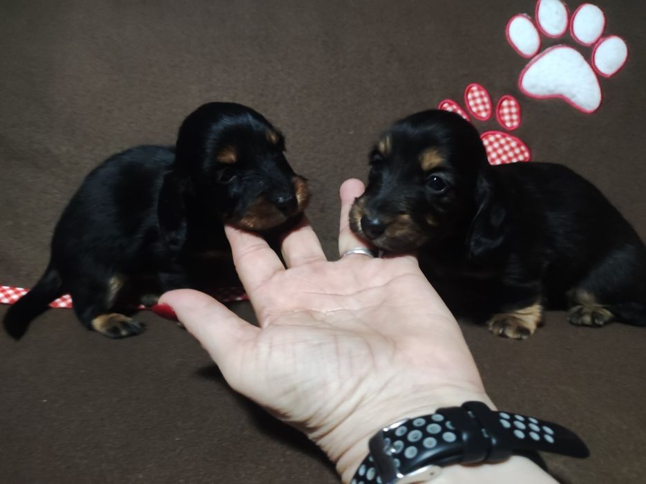 Jamnik długowłosy króliczy / miniaturowy - piesek