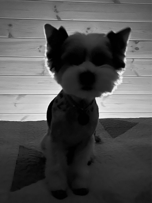 Бівер йорк хлопчик, вязка.