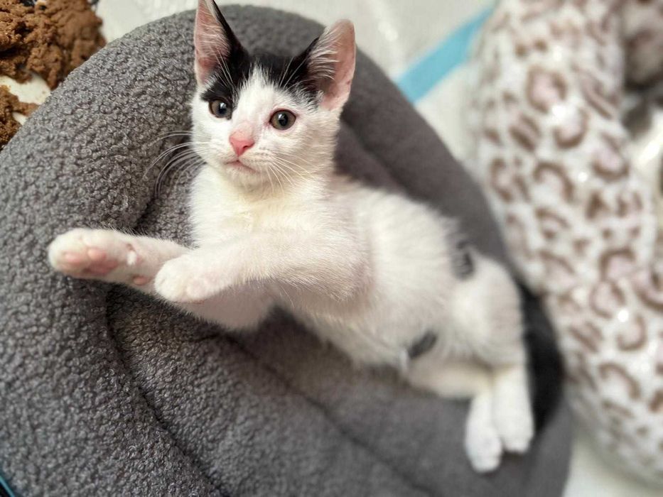 Oreo - miziak i cudowne kocie dziecko szuka domy na stałe