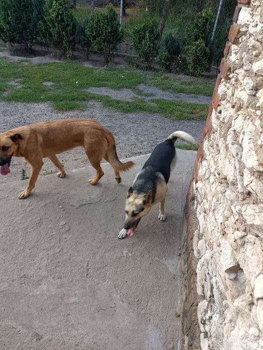 Oddam w dobre ręce na podwórko