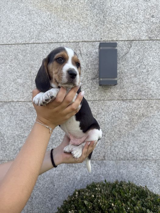 Beagle menino lindo