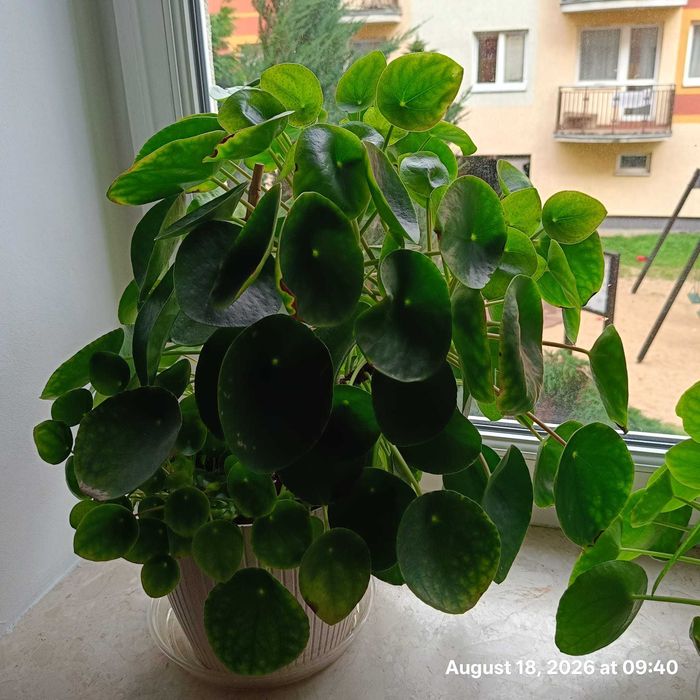 pieniazek roslina