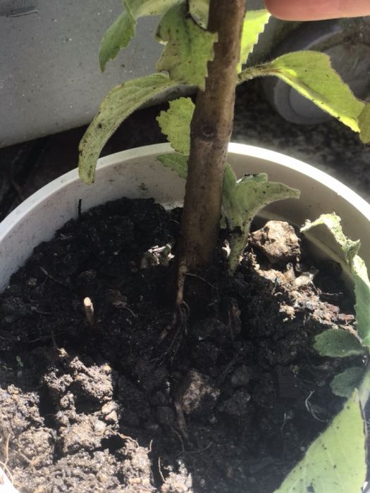 Boldo Planta muitos benefícios para saúde