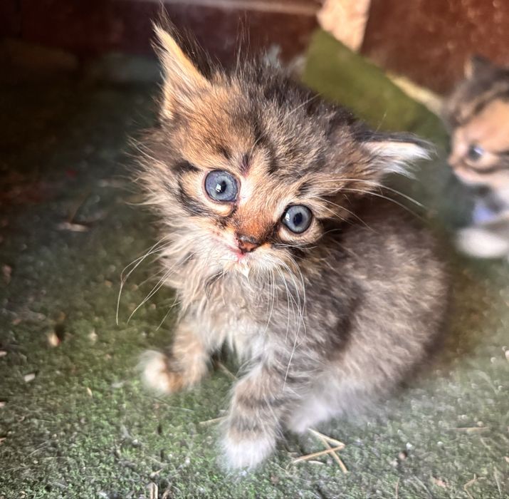 Віддам котиків в добрі руки