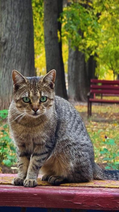 Отдам молодого кота лесного окраса