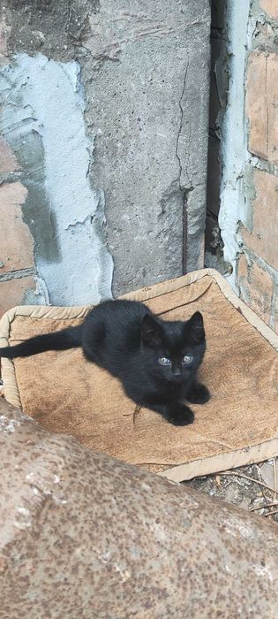 кошенята в теплі обійми