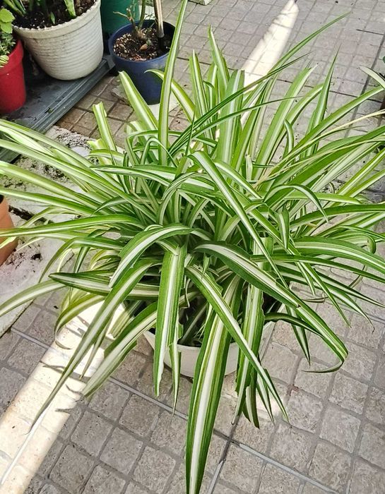 Planta Aranha / Chlorophytum