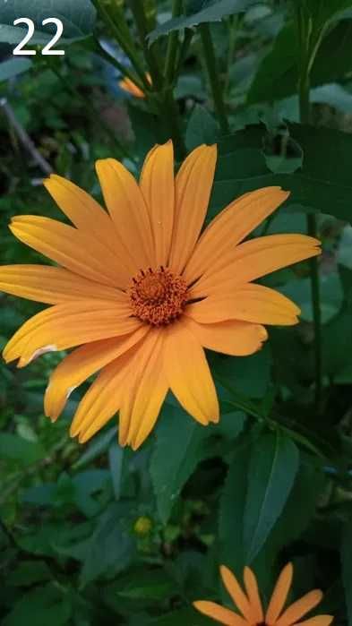 Жоржини, корені, георгіни